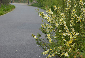 毕节彩色沥青路面